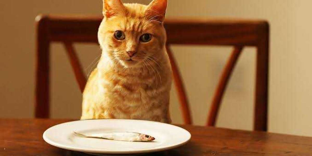 What to give a cat for food