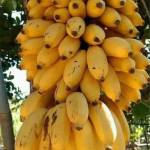 Jamu Profile Picture