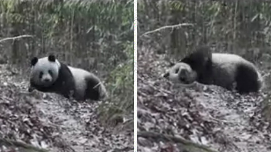 Pandas Roll in Horse Poop, Scientists Explain Why | IE