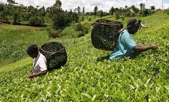 KTDA offers tea farmers Sh734m windfall - The Standard