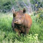 Stephen Nzuki Profile Picture