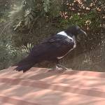 Kathenge Ndema Profile Picture