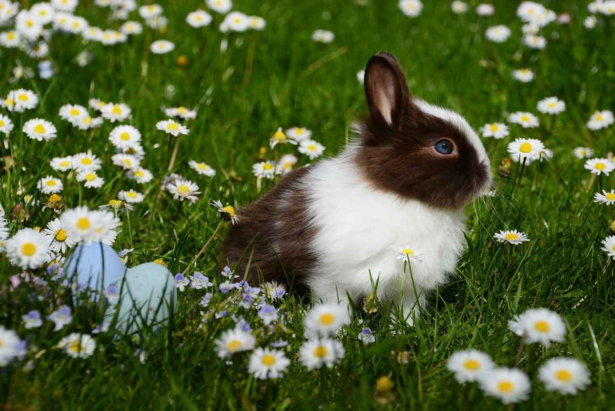 Rabbit Poop: What’s Normal and What’s Not? – Tickled Tails