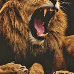 Tokwaro Profile Picture