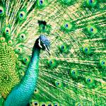 Dettol Ke Profile Picture