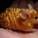 Jeanclaude luhunzu Profile Picture