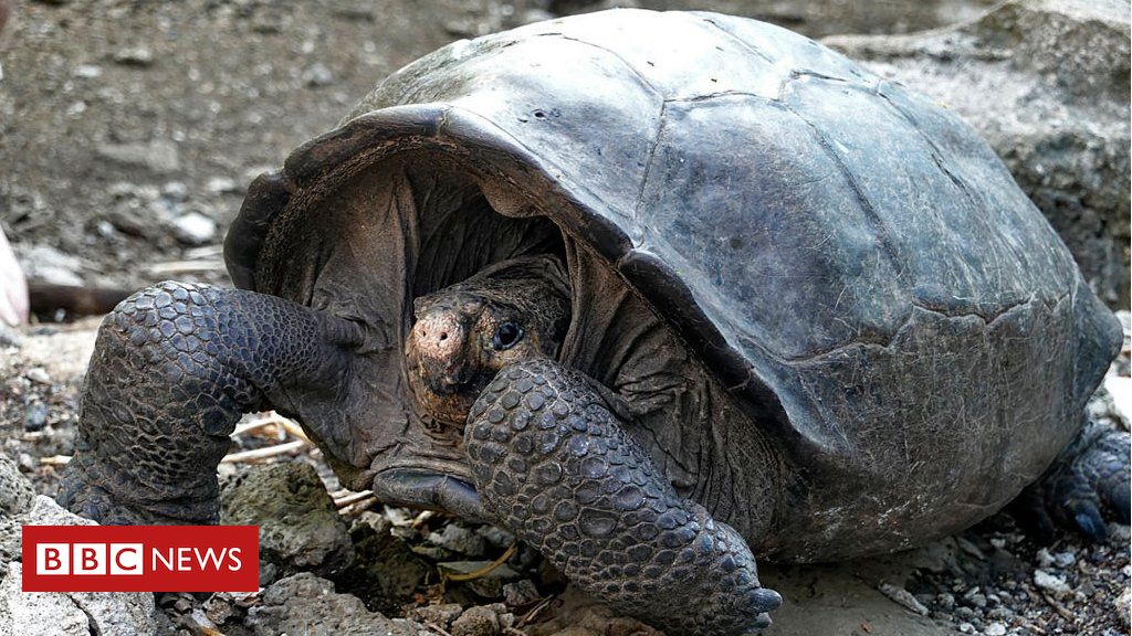 Galápagos tortoise found alive is from species thought extinct - BBC News