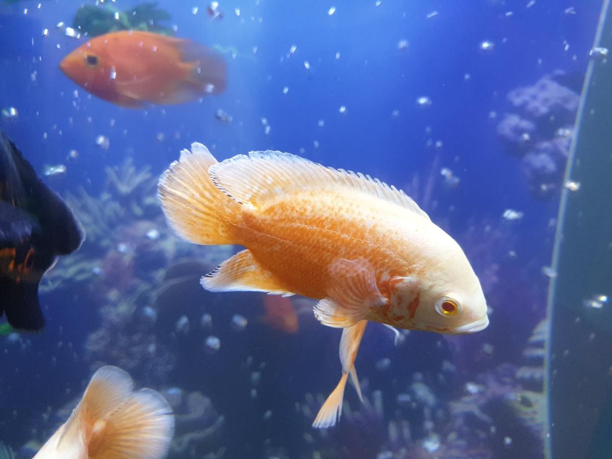7 Factors That Lead To Cloudy Fish Tank Water – Tickled Tails