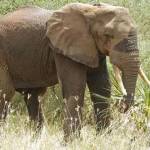 Osman Adan Profile Picture