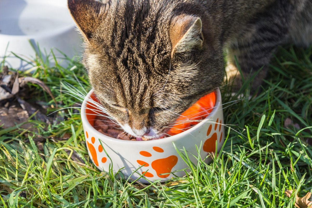 Best Cat Foods For Pancreatitis – Tickled Tails