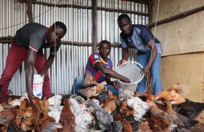 How seven graduates rose above cash issues to set up poultry empire - The Standard