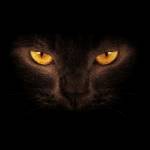 Maxwell Ronoh Profile Picture