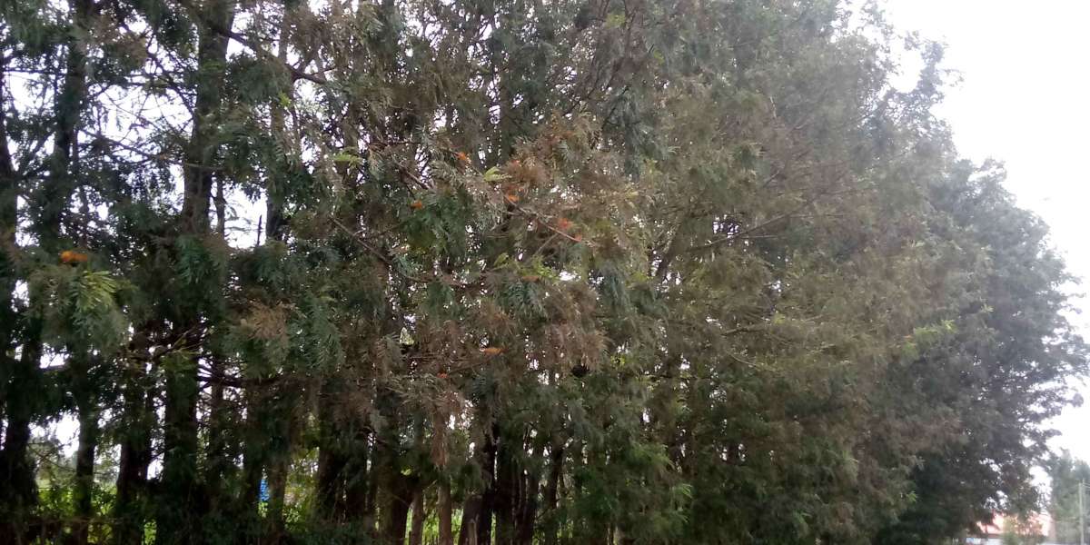 The importance of growing trees and keeping our environment green