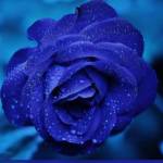 Phineas Kathurima Profile Picture