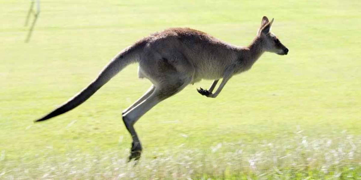 Are kangaroos dangerous to men!