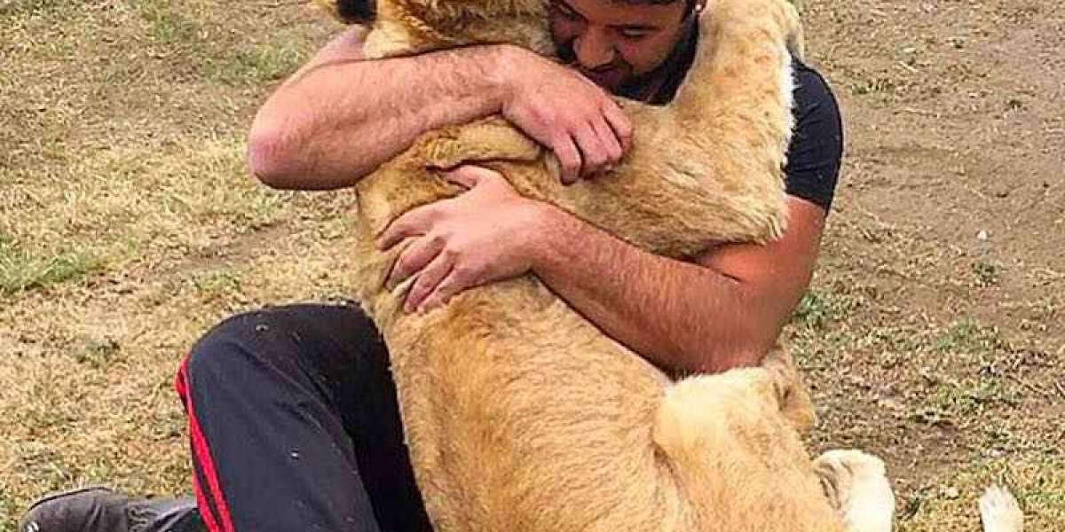 This Is The Reaction Of A Lioness After She Sees Her Old Trainer Years Later