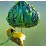 Lewis Baker Profile Picture