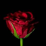 Marie Blessed profile picture