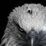 Kelvin Gisacho Profile Picture