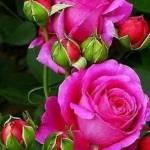 Abdelaziz Ahmed Profile Picture