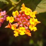 Kelvin Cheruiyot Profile Picture