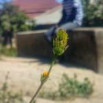 Abinoam Maijo Profile Picture