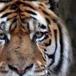 Yusuf Sulyman Profile Picture