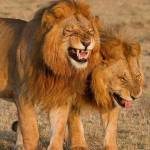 Ezeky Massawe Profile Picture