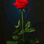 nick otieno Profile Picture