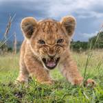 Evans Eshiwani Profile Picture