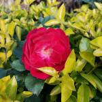 Happy Birthday Profile Picture