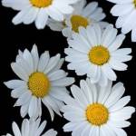 Khalid Alii Profile Picture