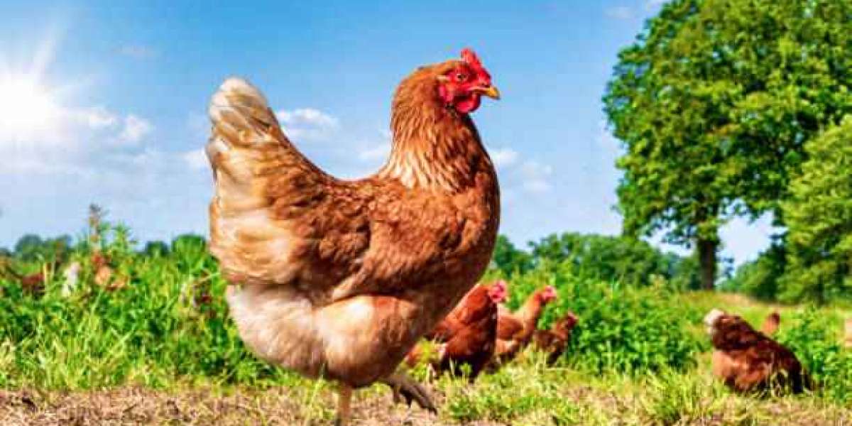 ELEVEN LESSONS FROM A HEN