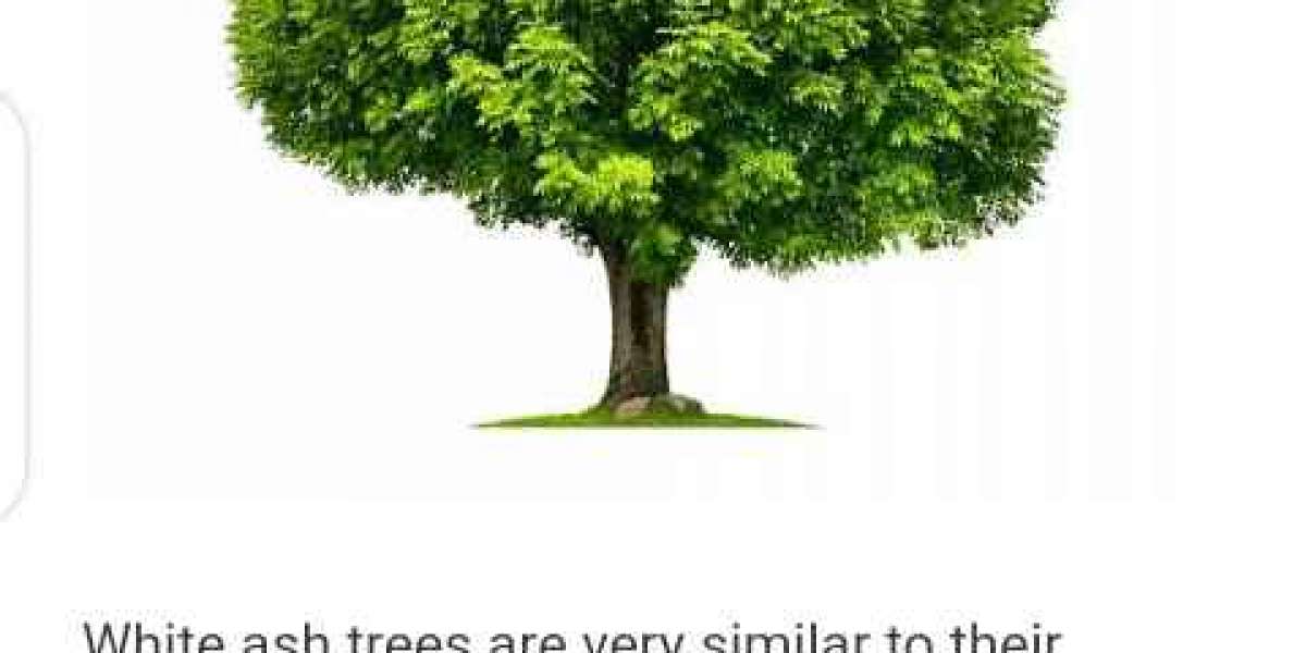 TYPES OF DECIDUOUS TREES XI