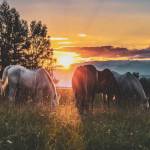 Phong Nguyen Profile Picture