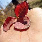 Mashego Mothapo Profile Picture