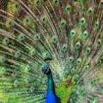 Pas Kess Profile Picture