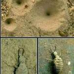 Captain Jack Profile Picture