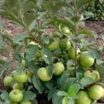 Ann Omondi Profile Picture