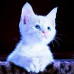 Jacob Kathuya Profile Picture