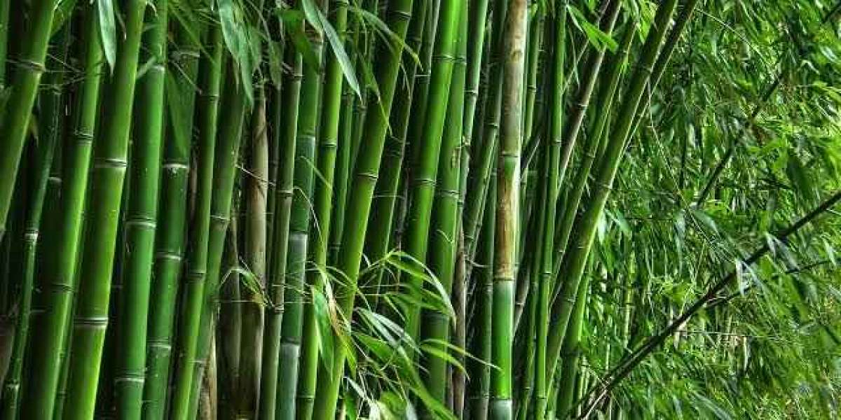 Bamboo. More reason to adore this beautiful tree.