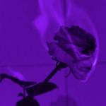 Allan Kipkoech Profile Picture