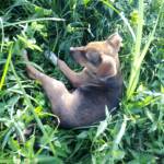 Jelmie Katahman Profile Picture