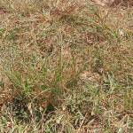 Doreen Ngatia Profile Picture
