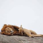 Edwin Mokaya Profile Picture