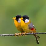 Kipkoech Gideon Profile Picture