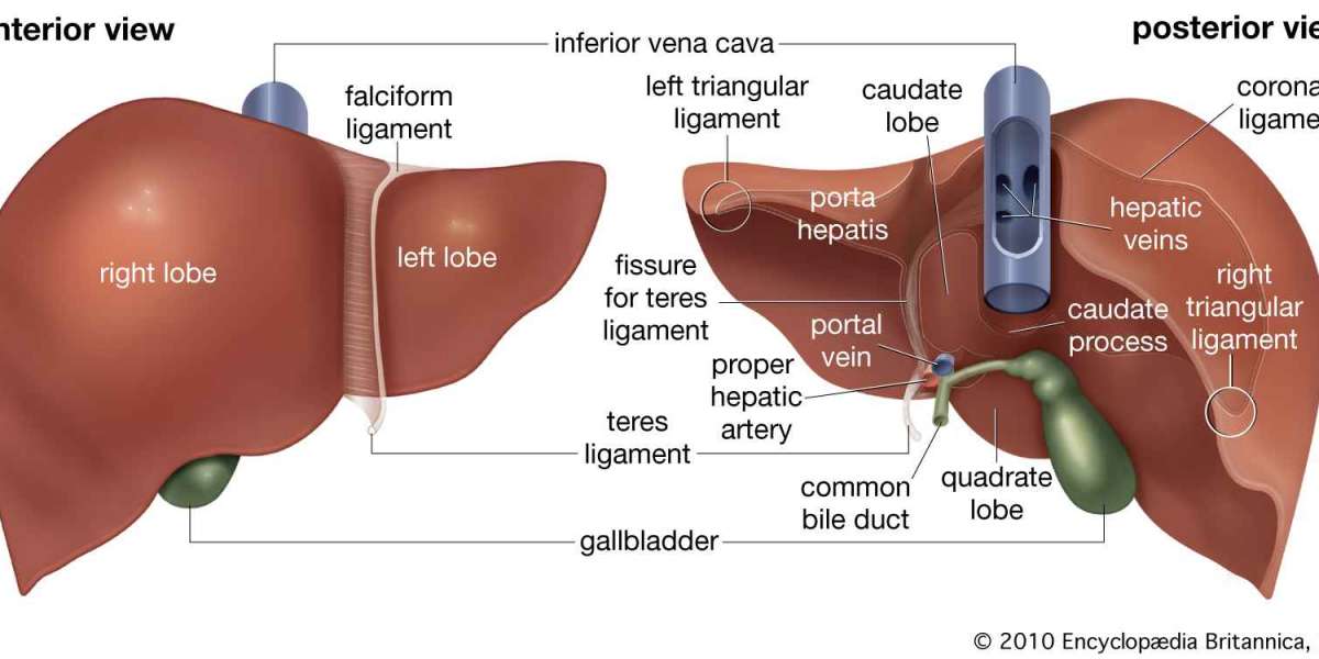 Anatomy of the liver