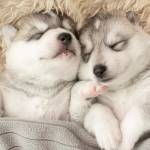 Sipho Gabriel Mbaxa Profile Picture