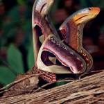 Nixon Guto Profile Picture