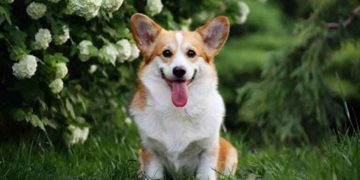 THE PROS AND CONS TO THE WELSH CORGI DOG BREED